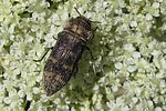 acmaeoderella-flavofasciata2-foto-angelini