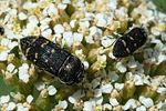 acmaeoderella-flavofasciata2-foto-fransen