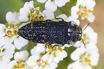 acmaeoderella-flavofasciata2-foto-keresztes