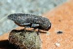 acmaeoderella-moroderi-foto-martinez
