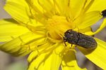 acmaeoderella-moroderi2-foto-martinez
