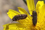 acmaeoderella-rubromaculata-et-moroderi-foto-martinez