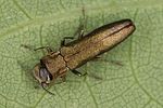 agrilus-angustulus-foto-altmann