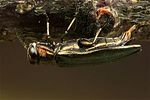 agrilus-angustulus-ovopos2-foto-koehler