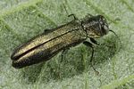 agrilus-angustulus5-foto-altmann