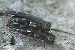 agrilus-ater-foto-hamers