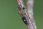 agrilus-ater-foto-weidlich