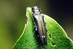 agrilus-biguttatus-foto-krejcik