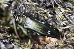 agrilus-biguttatus2-foto-rydzi