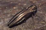 agrilus-cinctus-foto-rose