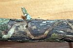 agrilus-cinctus-frass-foto-bense
