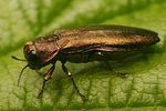 agrilus-cuprescens2-foto-weisenboehler