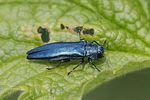 agrilus-cyanescens-foto-rindlisbacher