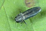 agrilus-cyanescens-foto-weidlich