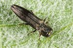 agrilus-derasofasciatus2-foto-altmann