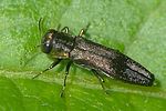 agrilus-derasofasciatus2-foto-auer