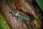 agrilus-elegans2-foto-rose