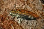 agrilus-graminis-foto-rose