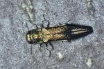 agrilus-graminis-foto-wernerrose