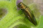 agrilus-graminis2-foto-auer
