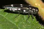 agrilus-guerini-foto-vanderkrieken