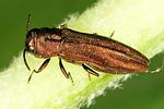 agrilus-hyperici2-foto-dvorak