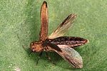 agrilus-integerrimus3-foto-polacek