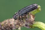 agrilus-laticornis-foto-weidlich