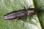 agrilus-laticornis-foto-weisenboehler