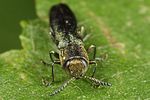 agrilus-laticornis4-foto-koehler