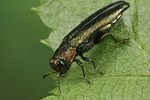 agrilus-laticornis5-foto-koehler