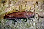 agrilus-sinuatus-foto-rose