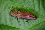 agrilus-solieri-foto-rose