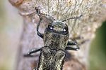 agrilus-suvorovi-foto-weidlich