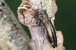 agrilus-suvorovi2-foto-weidlich