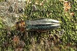 agrilus-viridis-foto-rose