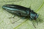 agrilus-viridis2-foto-altmann