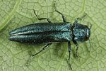 agrilus-viridis3-foto-altmann