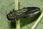 agrilus-viridis4-foto-altmann