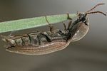agriotes-lineatus-foto-vikhrev