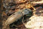agriotes-lineatus-foto-weidlich