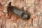 agriotes-obscurus-foto-altmann
