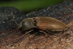 agriotes-obscurus-foto-faasen