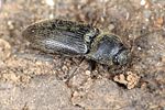 agriotes-obscurus2-foto-weidlich
