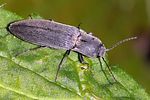 agriotes-pilosellus-foto-rindlisbacher