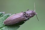 agriotes-pilosellus2-foto-rydzi