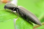 agriotes-pilosellus3-foto-wmueller