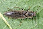 agriotes-pilosellus6-foto-altmann