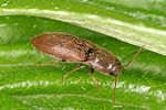 agriotes-sputator-foto-altmann