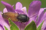 agriotes-ustulatus3-foto-koehler